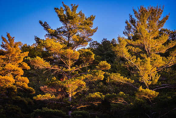 Saugatuck - Douglas Fall