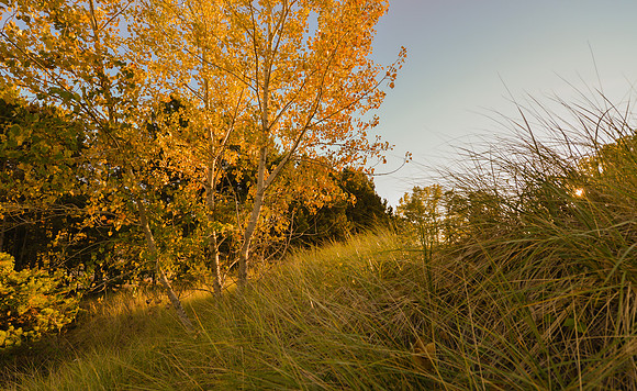 Saugatuck - Douglas Fall