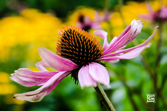 _DSC8589