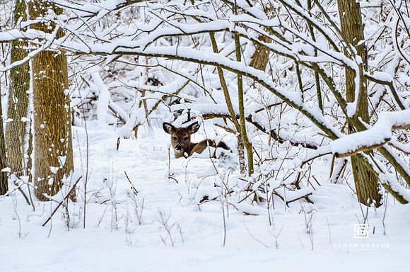 _DSC8705