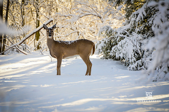 _DSC8663