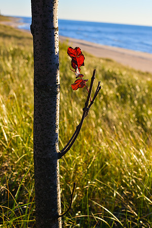 Saugatuck - Douglas Fall
